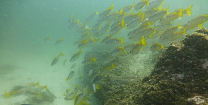 Diving Session for Adventure