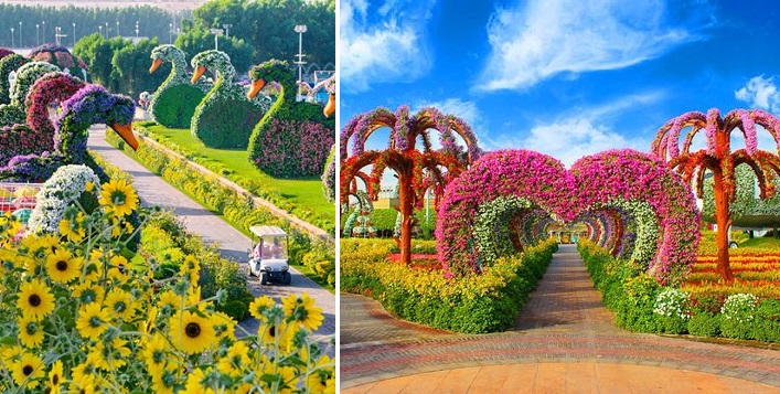  Miracle Garden Dubai City Tour 