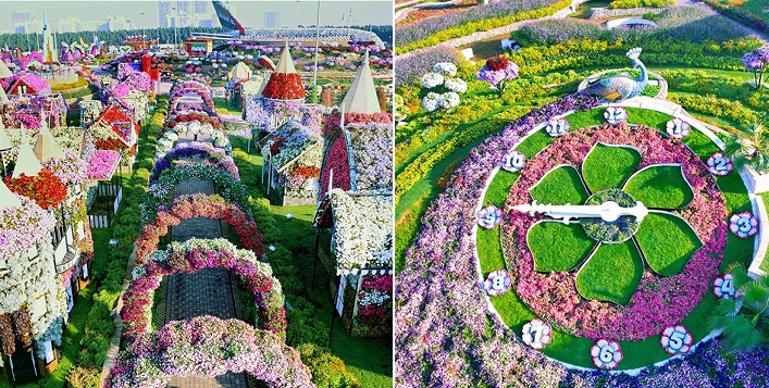  Miracle Garden Dubai City Tour 