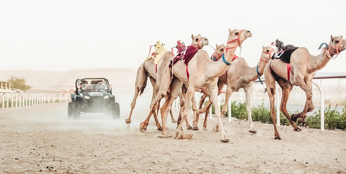 Royal Camel Racing Club tickets