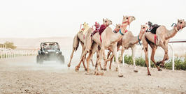 Royal Camel Racing Club tickets