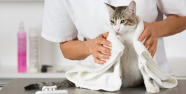 Cat Grooming