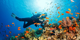 Diving Session for Adventure